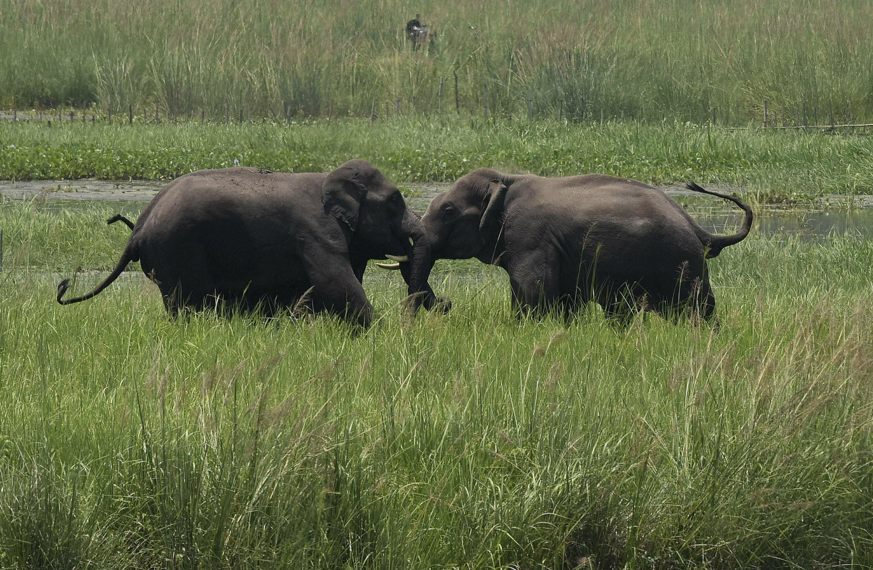 UN Extinction Report